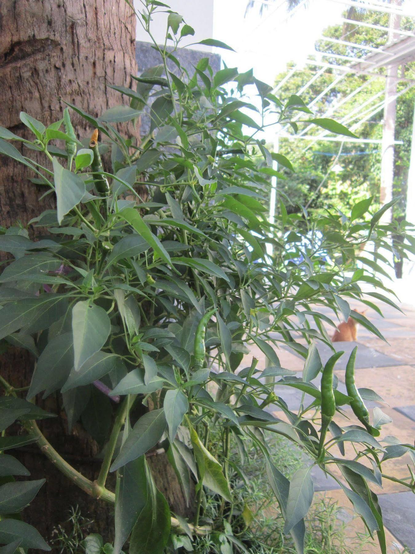 Be Home Hostel Phu Quoc Exteriör bild